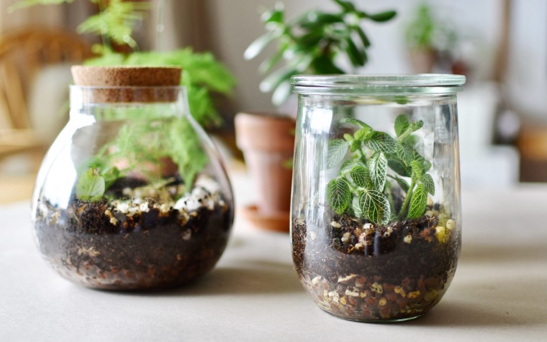Créer un terrarium avec succulentes et plantes grasses