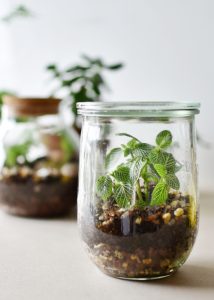 comment faire un terrarium facilement dans un pot en verre de recupération